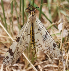 Palpares libelluloides