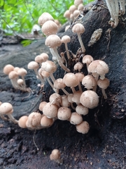 Asterophora lycoperdoides
