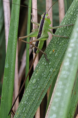 Conocephalus strictus