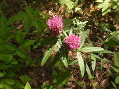 Trifolium alpestre
