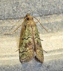 Cacotherapia flexilinealis
