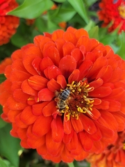 Apis mellifera