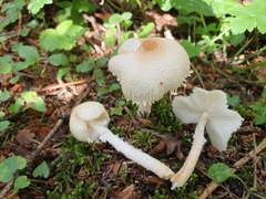Lepiota clypeolaria