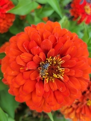 Apis mellifera