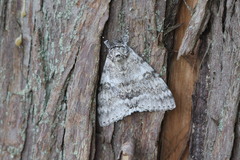 Catocala relicta