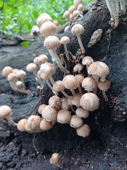 Asterophora lycoperdoides