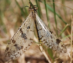 Palpares libelluloides