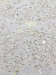 Trapa natans bispinosa