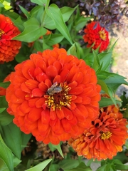 Apis mellifera