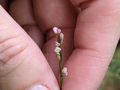 Persicaria posumbu