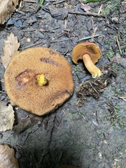 Chalciporus piperatus