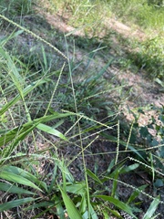 Paspalum langei