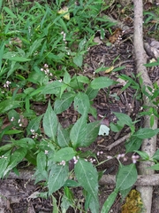 Persicaria posumbu