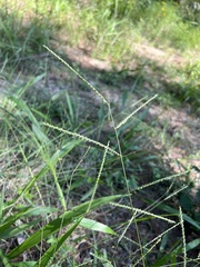 Paspalum langei