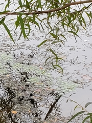 Trapa natans bispinosa