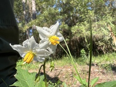 Solanum carolinense