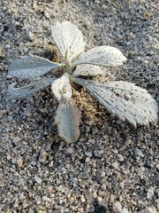 Psorothamnus spinosus