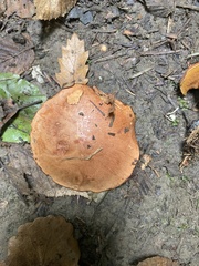 Chalciporus piperatus