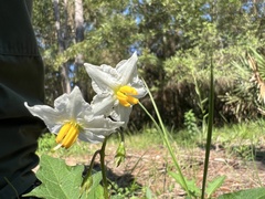 Solanum carolinense