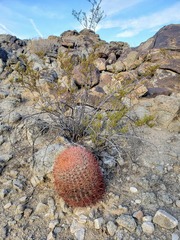 Ferocactus cylindraceus