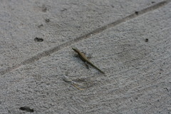 Phoenicolacerta troodica