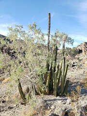 Lophocereus schottii