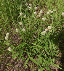 Trifolium montanum