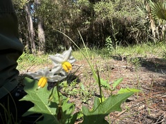 Solanum carolinense