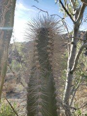 Lophocereus schottii