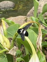 Xylocopa caffra