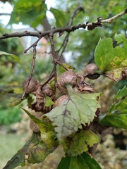 Pachypsylla