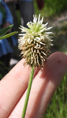 Trifolium montanum