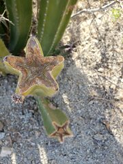 Lophocereus schottii