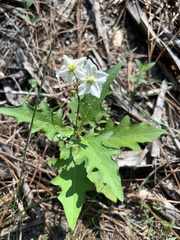 Solanum carolinense