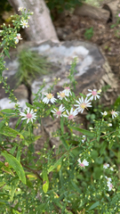Symphyotrichum lateriflorum