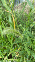 Setaria faberi