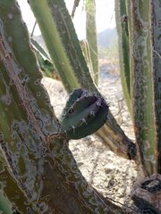 Lophocereus schottii