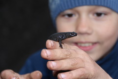 Triturus cristatus