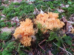 Ramaria aurea