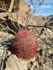 Ferocactus cylindraceus