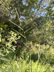Paspalum floridanum