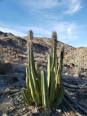 Lophocereus schottii
