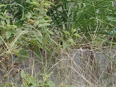 Sporophila nigricollis