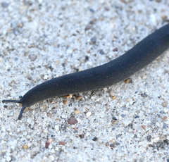 Belocaulus angustipes