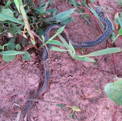 Thamnophis sirtalis pallidulus