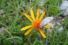 Plebejus idas