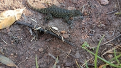 Sceloporus torquatus
