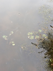 Trapa natans bispinosa