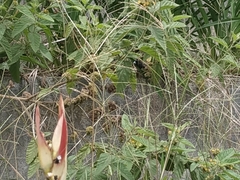 Sporophila nigricollis