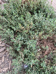 Polygonum arenastrum